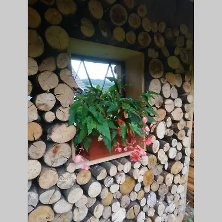 Hut At The Forest