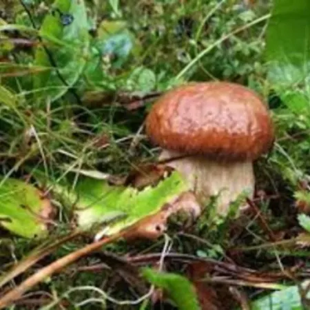 Hut At The Forest Tatil Evi *