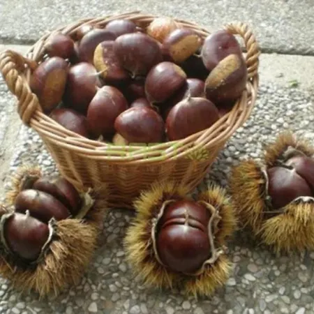 Hut At The Forest Male Brusnice
