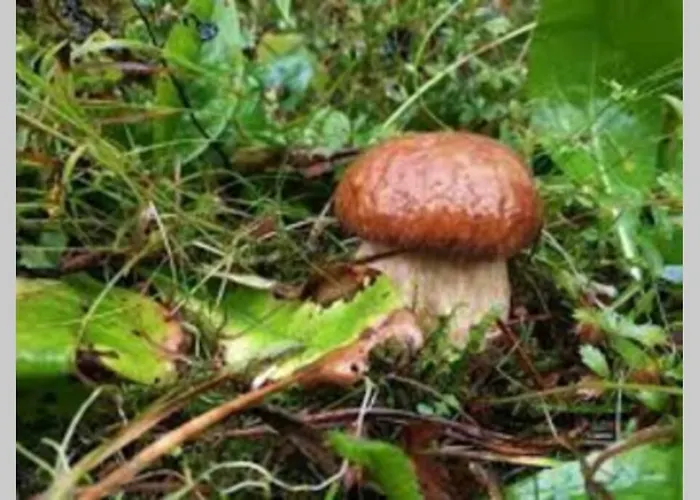 Hut At The Forest בית נופש *