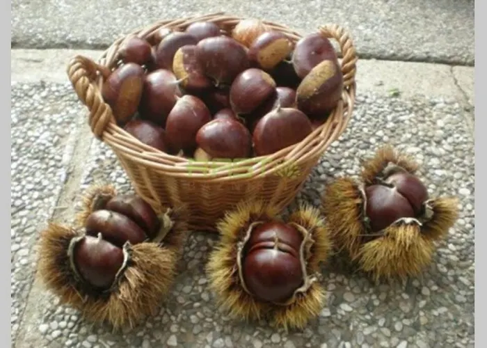 Hut At The Forest Male Brusnice